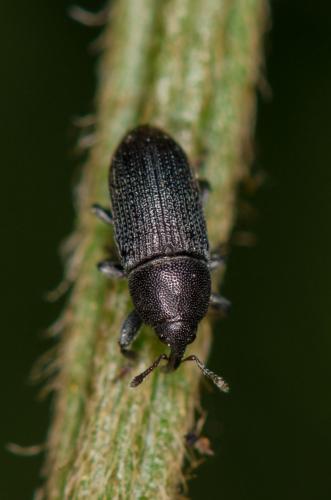 Réf. 259 666 : Mecinus pyraster